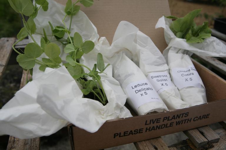 GYO THREE 029.jpg